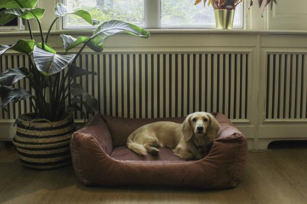 Grootste Dhr Victor De redenen om een Bico hondenbed te kopen | 2L Home & Garden
